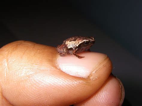 These new species of miniature frogs clearly have the best names - Science