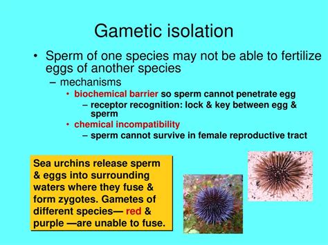 Biological Species Concept - ppt download