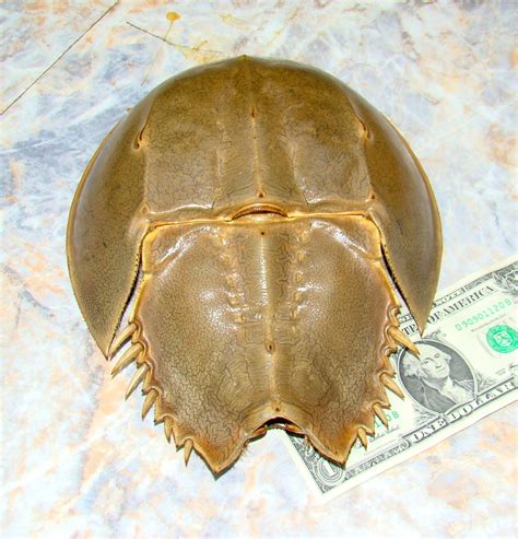 HORSESHOE CRAB SHELL / for your collection or any by HighTideGirl