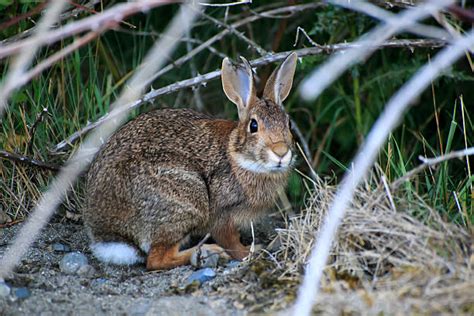 1,100+ Coney Rabbit Pictures Stock Photos, Pictures & Royalty-Free ...