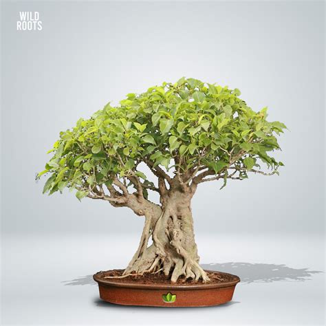 PEEPAL TREE BONSAI , Ficus religiosa – Wild Roots