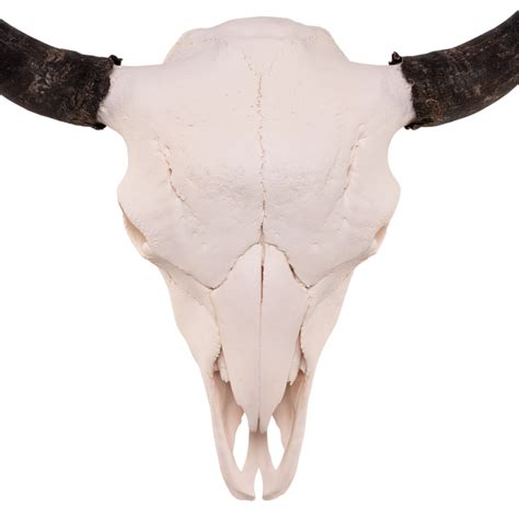 Real Bison Skull For Sale — Skulls Unlimited International, Inc.