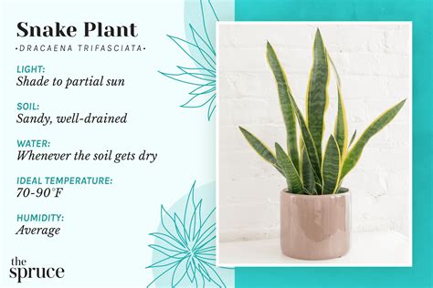 Snake Plant: Care & Growing Guide