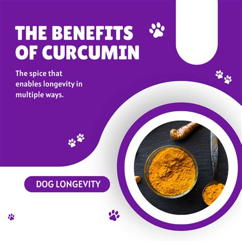 Daily Longevity Tip: The Benefits of Curcumin | by Thom Hart | Dog ...