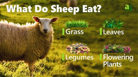 What Do Sheep Eat? 15 Foods in Sheep’s Diet - A-Z Animals