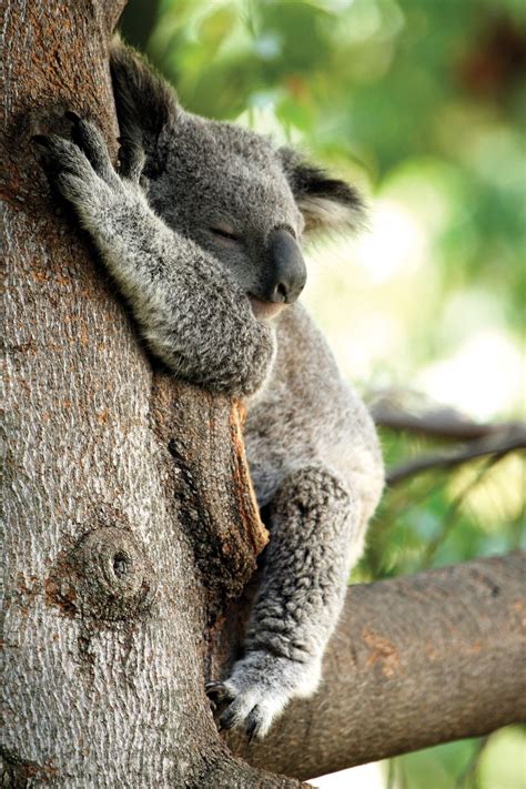 Tree-Hugging Koalas Uncover the Secret to Staying Cool | Weird animals ...