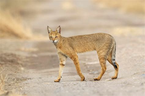 Chausie: Cat Breed Profile, Characteristics & Care