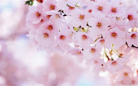 Cherry Blossoms Flowers Wallpapers - Top Free Cherry Blossoms Flowers ...