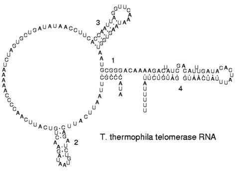 ROSALIND | Glossary | RNA folding