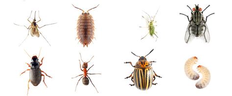 Common Insect and Animal Pests by Region