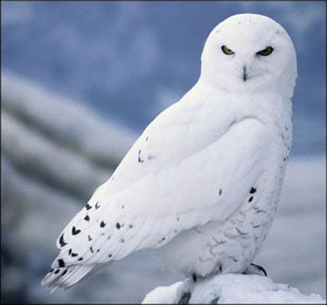 north pole birds - AOL Image Search Results | Owl wallpaper, Snowy owl, Owl