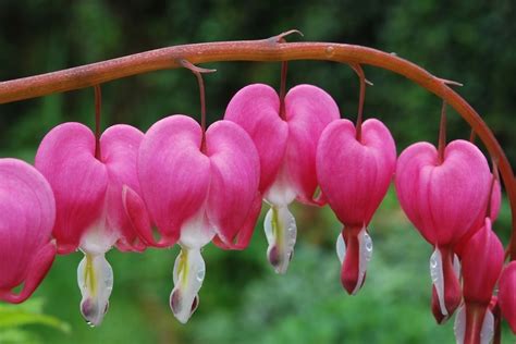 Romantic Flowers: Bleeding Heart