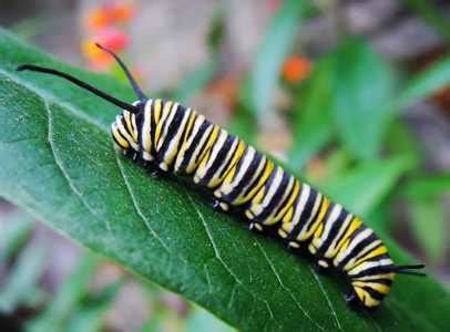 35 Black and Yellow Caterpillars (With Pictures) – Identification Guide