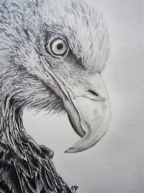 Eagle Pencil Drawing ~ Bald Eagle Head | Dekorisori