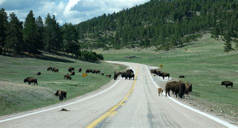 Buffalo'S Bison Yellowstone - Free photo on Pixabay - Pixabay