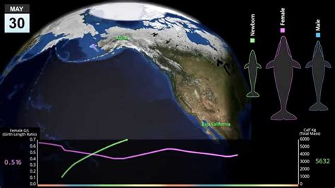 Gray Whale Migration - YouTube