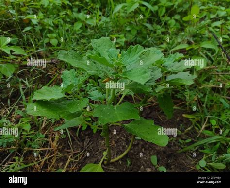 Gokhru Gokshura Land Caltrops Puncture Vine Gokharu Tribulus Terrestris ...