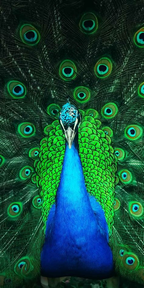 Peacock, green, mobile, pea, peahen, phone, v11pro, vivo, vivov11, HD ...