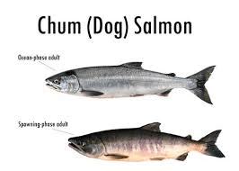 Chum Salmon (Oncorhynchus keta) - Robin Barefield