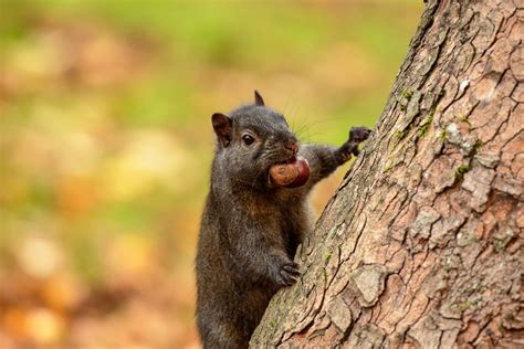 Country Life Today: The mystery of black squirrels has been solved ...