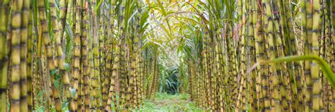 Sugarcane - Protect Our Livelihood