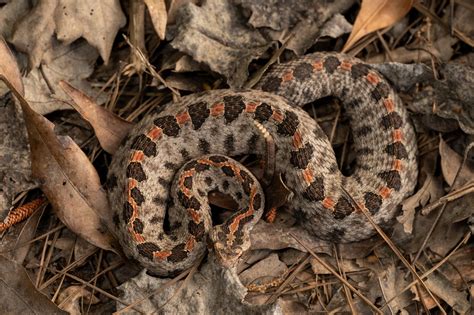 Pygmy Rattlesnake | South Carolina Partners in Amphibian and Reptile ...