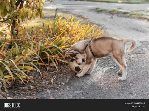 Husky Puppy Playing Image & Photo (Free Trial) | Bigstock