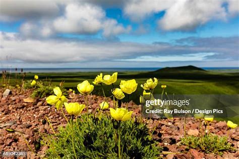 52 Arctic Poppy Stock Photos, High-Res Pictures, and Images - Getty Images