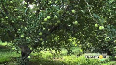 Arbol De Manzana Verde