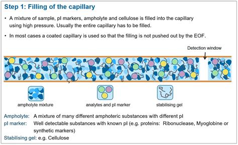 CIEF – kapillarelektrophorese.com