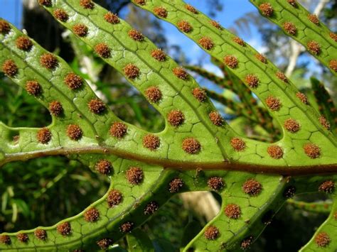 Fern spores | Rabbit foot fern, Fern spores, Spore