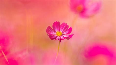 Pink Flower Desktop Background Hd | Best Flower Site