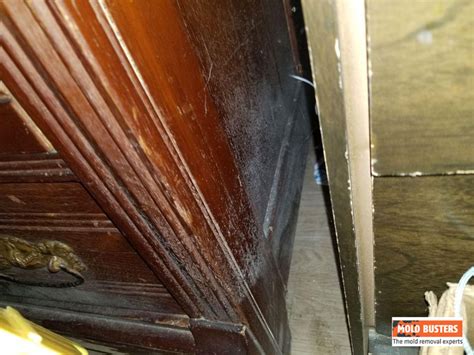 Mold on Wood | Mold Removal Services in Ottawa & Montreal