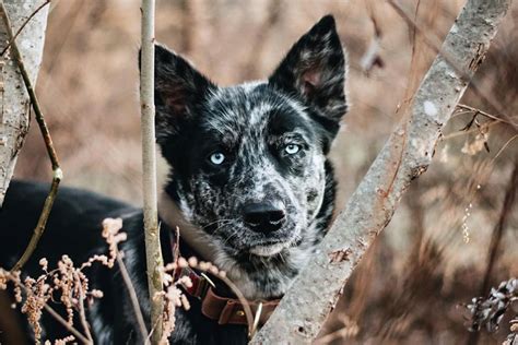 Aussie Siberian - Australian Shepherd Husky Mix