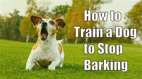 How to Train a Dog to Stop Barking - Let's Know it!! - Dog Show TV