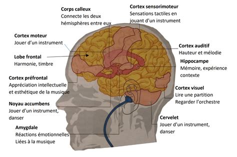 Atelier : la musique et le cerveau | ECHOSCIENCES - Auvergne