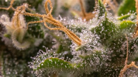 Trichomes on Weed: What are Trichomes | EarthMed