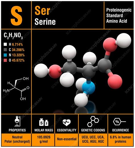 Serine amino acid molecule - Stock Image - C030/0692 - Science Photo ...