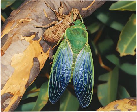 Cicada / Periodical Cicadas National Wildlife Federation - Insect ...