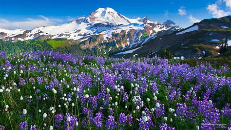 1179x2556px | free download | HD wallpaper: Mount Baker, Washington ...