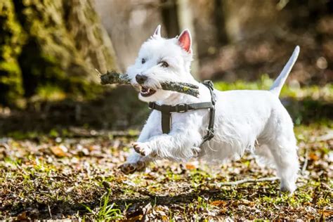 Are Westies Easy to Train? (+Tips for Proper Training)