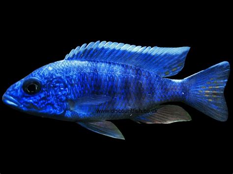 Sciaenochromis fryeri (Maleri Is.) Electric Blue Ahli Cichlid Electric ...