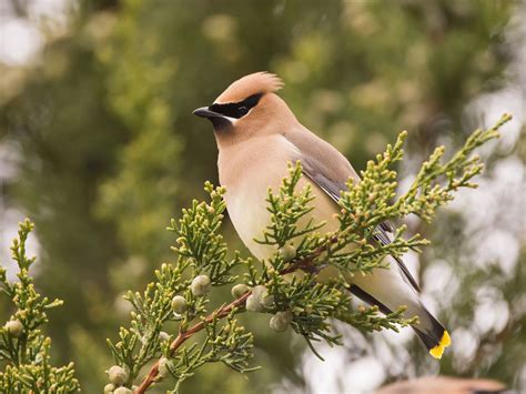 Cedar Waxwing Migration: A Complete Guide | Birdfact