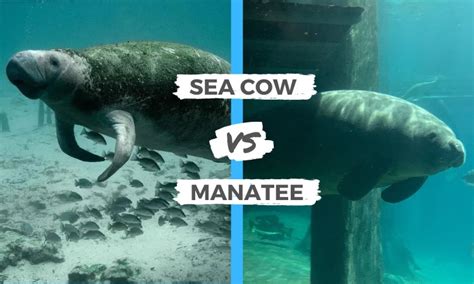 Sea Cow vs Manatee | Surf's Up Magazine