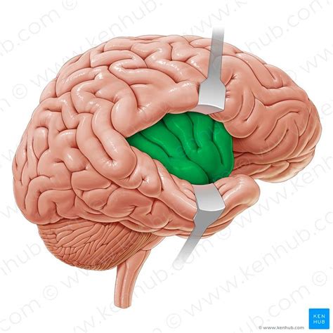 Insular lobe (Insula); Image: Paul Kim | Cerebral cortex, Brain anatomy ...