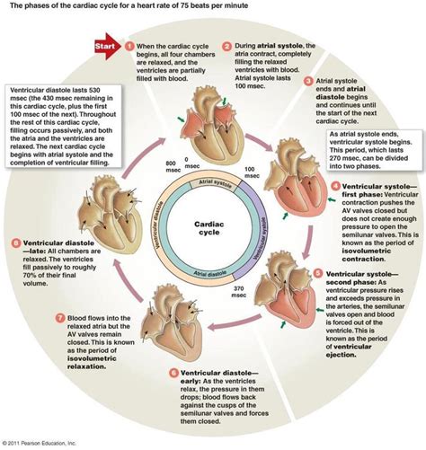 Phases of the Cardiac Cycle | Nursing Pearls of Knowledge | Pinterest