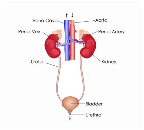 Excretory System | Science Quiz - Quizizz