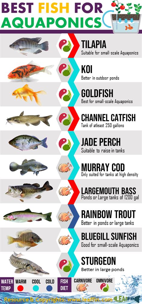 Learn about the top 10 Aquaponics Fish available today. Pick the best ...