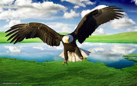 Flying Eagle Wallpapers - Wallpaper Cave