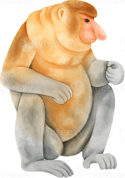 Proboscis Monkey illustration 29725129 PNG